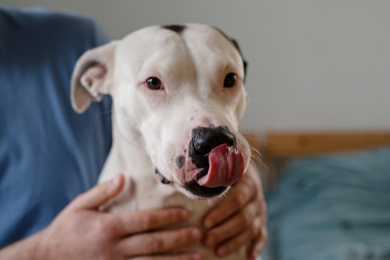 Питание может влиять на то, сколько проживет американский стаффордширский терьер