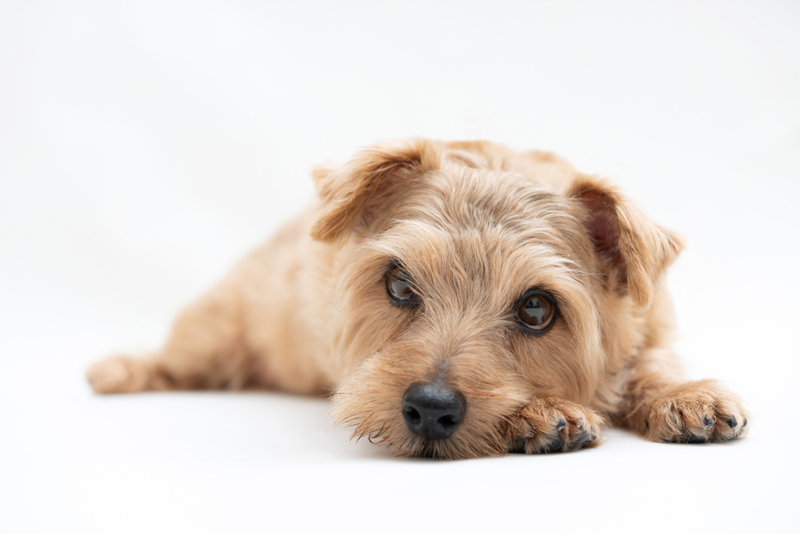 Собаке с лейшманиозом требуется умеренная активность