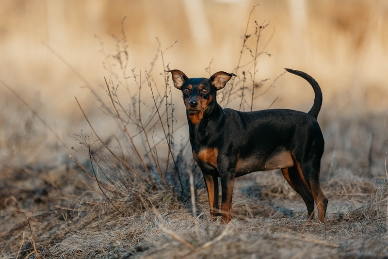 Важно следить, сколько весит цвергпинчер