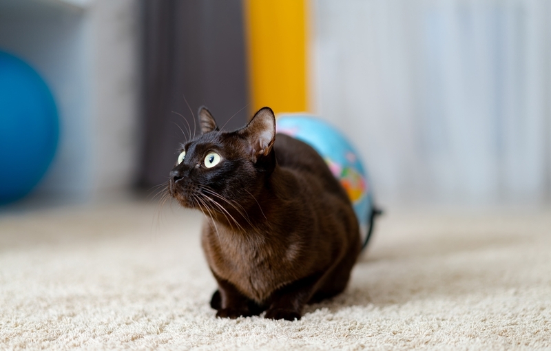 Умный и игривый бурманский кот