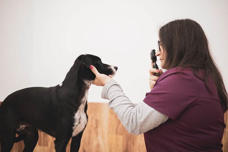 диагностика собаки с плохим зрением