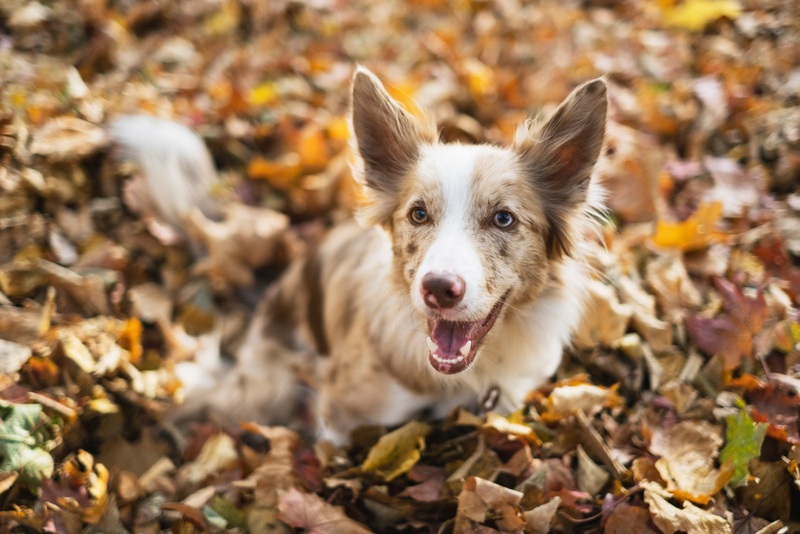 Владельцы бордер-колли после вязки должны подписать акт случки