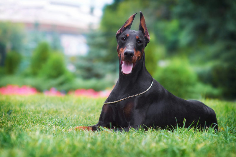 Первая течка у добермана означает половое созревание собаки