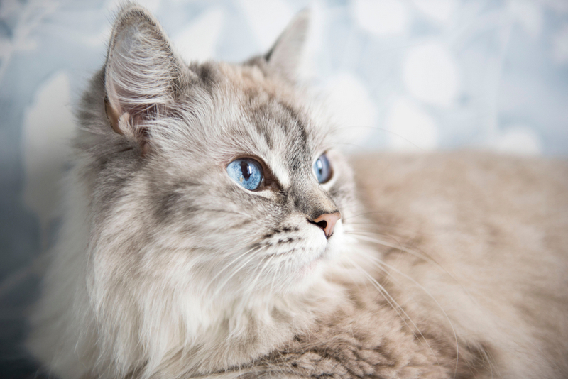 Вес невской маскарадной кошки может быть низким