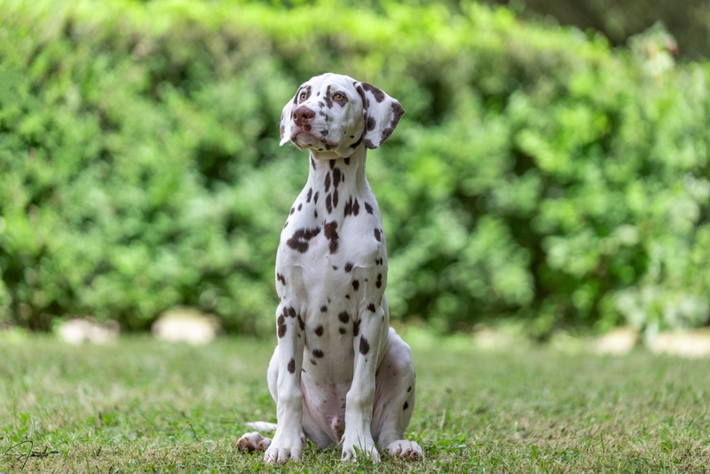 Сколько живут далматины?