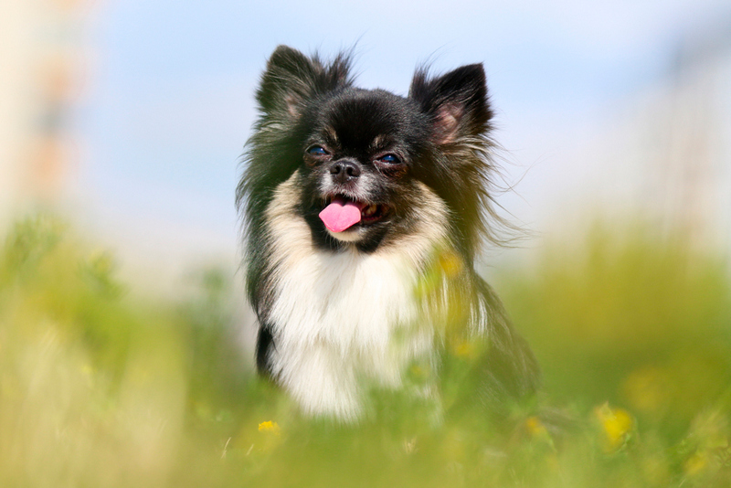 Владельцу важно знать, сколько длится беременность у чихуахуа