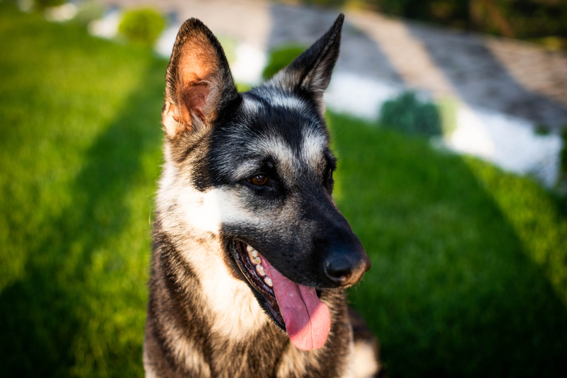 На продолжительность жизни восточноевропейской овчарки влияет несколько факторов