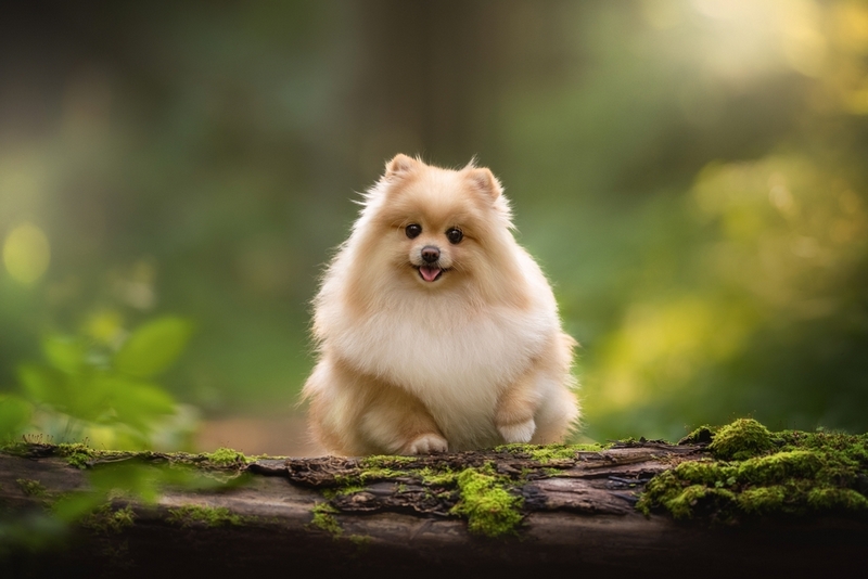 Первая течка у шпица обычно проходит с нечеткими признаками