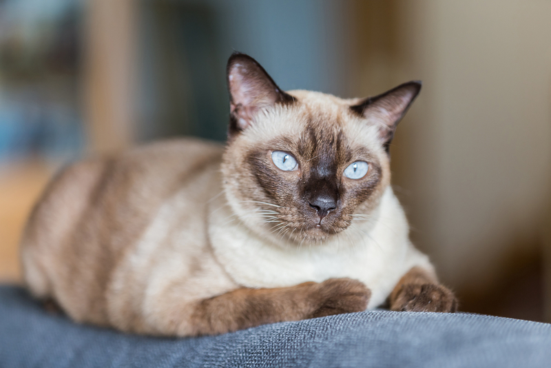 Сиамские коты умные и хитрые