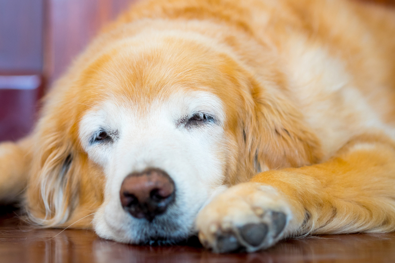 Симптом артроза у собаки – слабость мышц