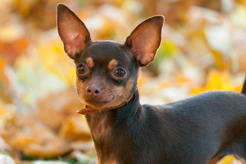 Во время беременности той-терьеру нужно посещать врача