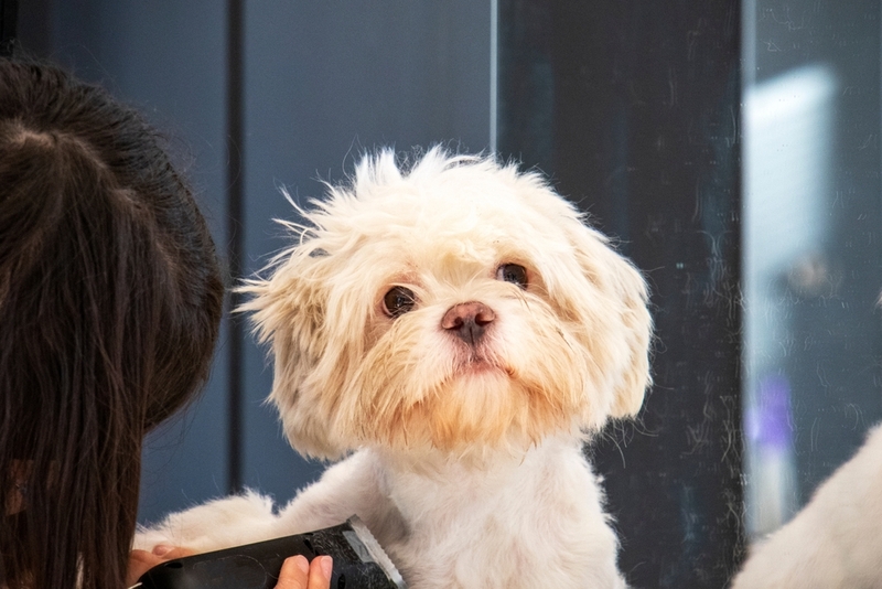 Мальтезе – порода, относящаяся к болонкам