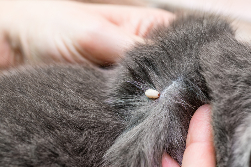 Присосавшийся клещ на кошке