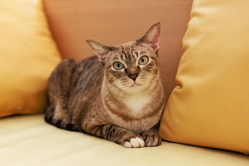 Кошки, зараженные анкилостомами, могут терять в весе