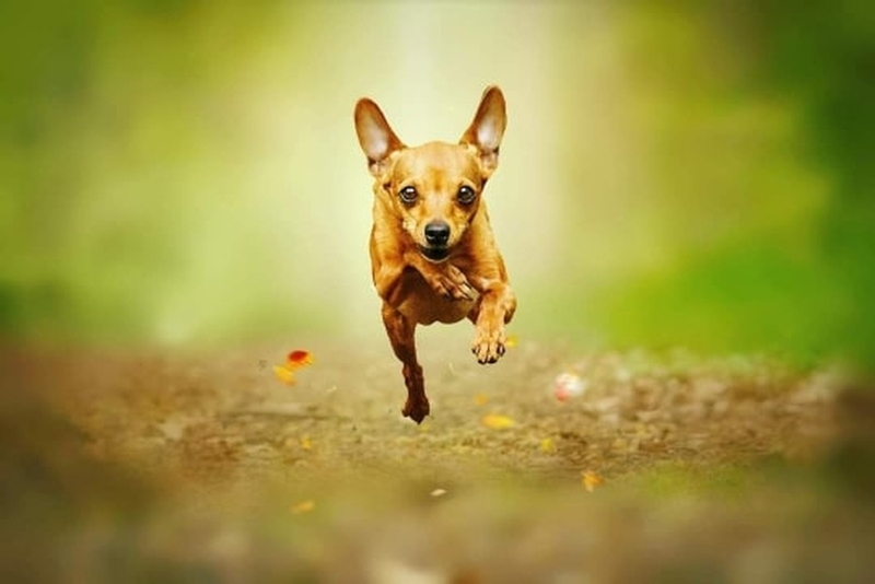 Пинчер – популярная порода собак