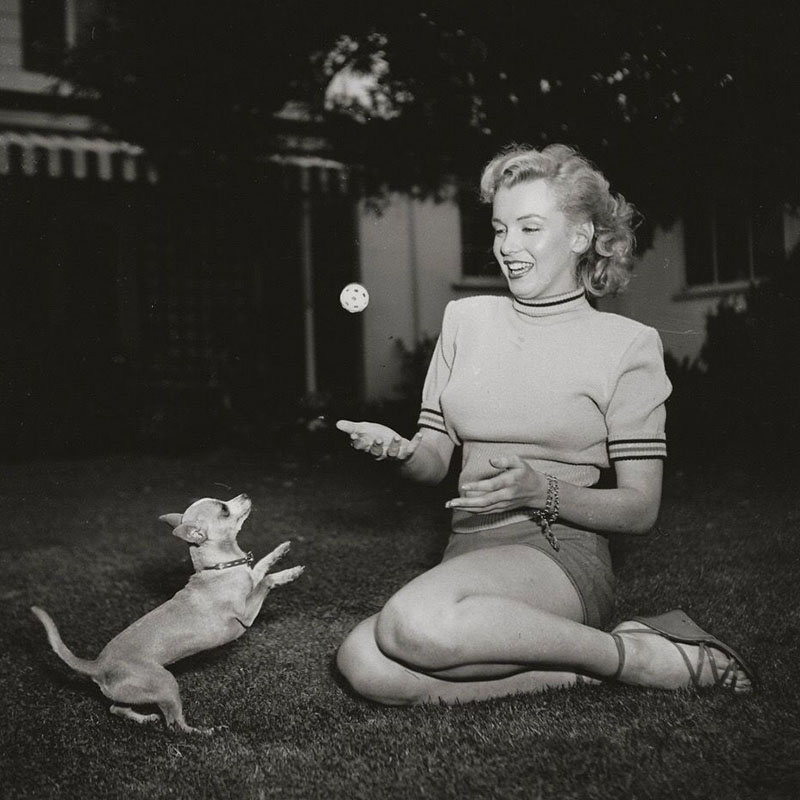 Мэрилин Монро и чихуахуа