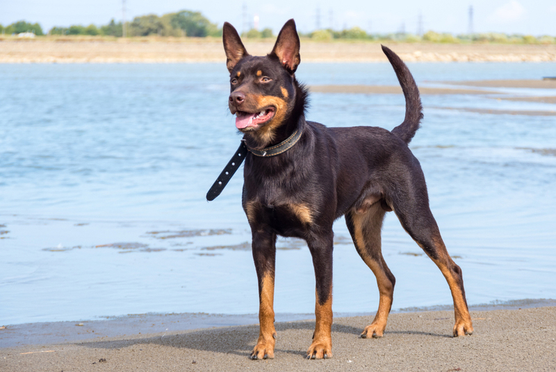 Келпи относят к группе колли