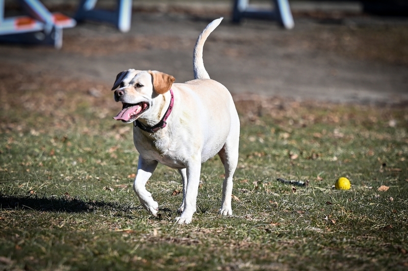 Лабрадоры – одни из самых верных собак