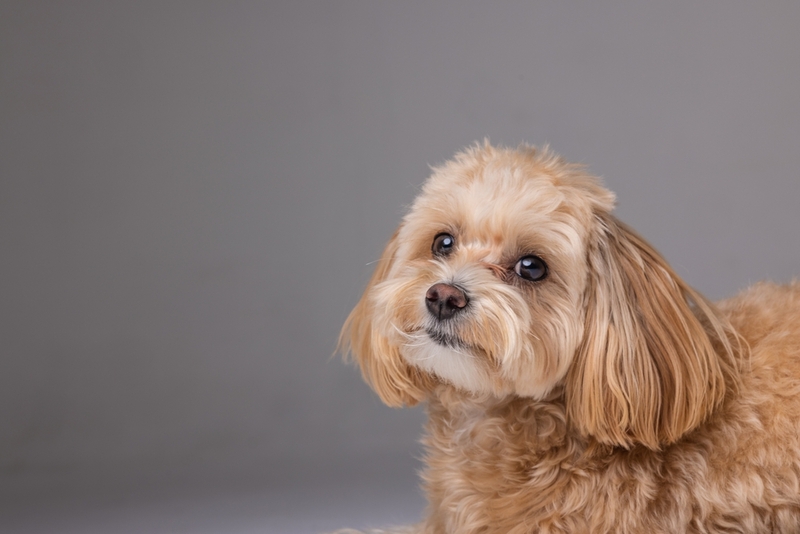 После вязки мальтипу можно провести УЗИ