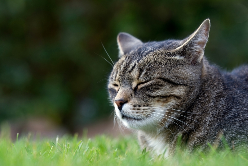Неврологические расстройства могут приводить к тому, что кошка скрипит зубами