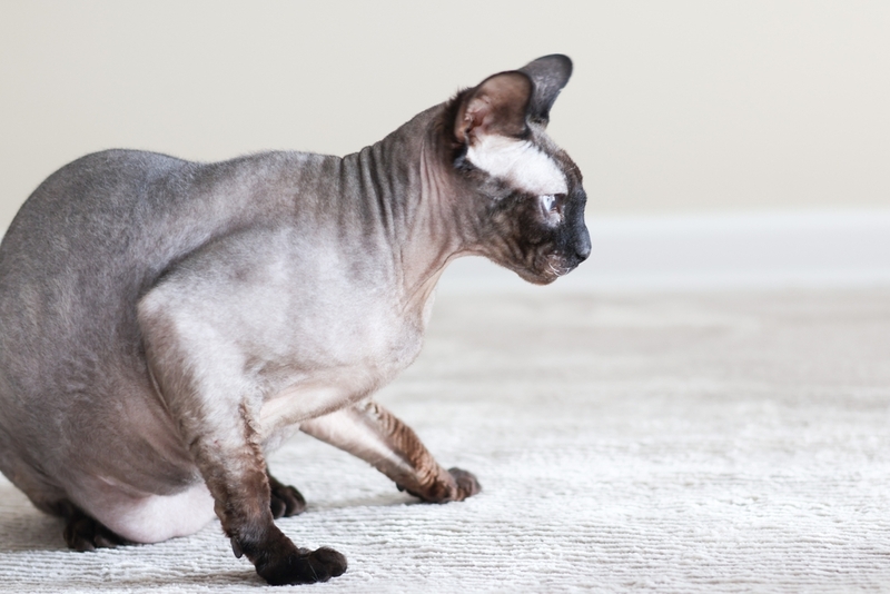 Подходит ли сфинкс для аллергика?