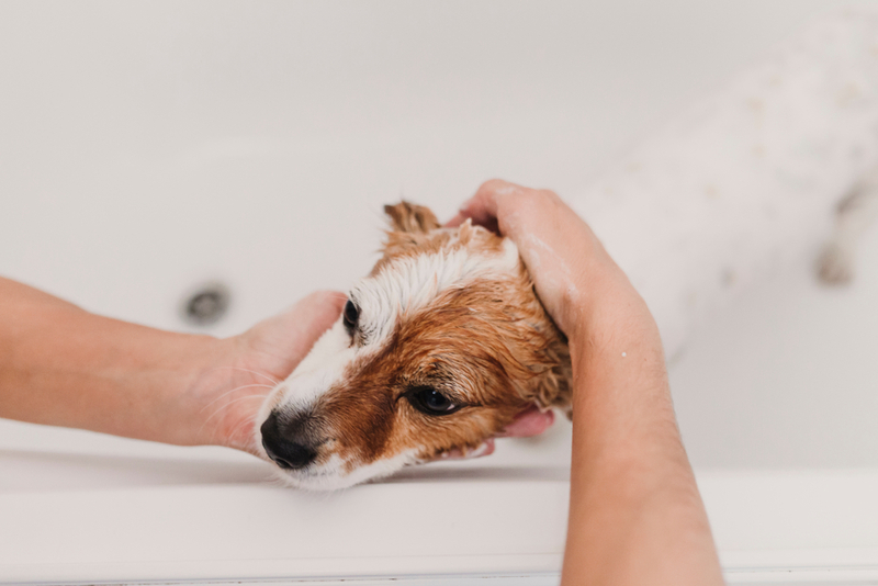 Лечение саркоптоза у собак может включать использование шампуней