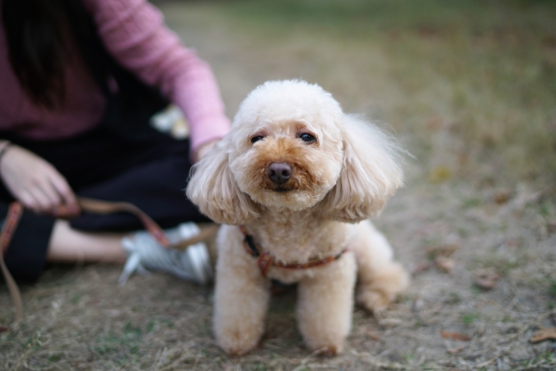 Той-пудели — красивые собаки, которые любят высоко прыгать