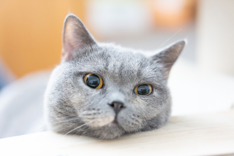 Стресс может влиять на то, сколько весит британская кошка