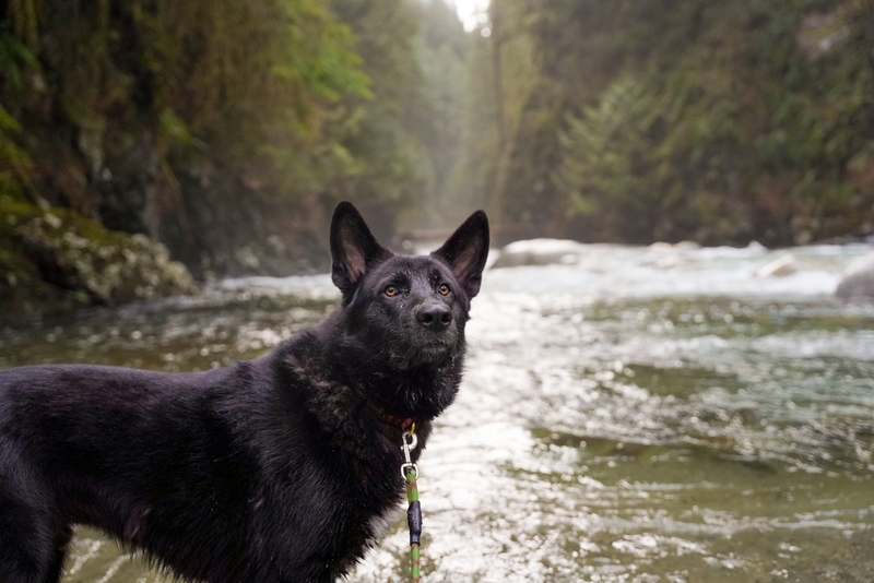 Черная немецкая овчарка у воды