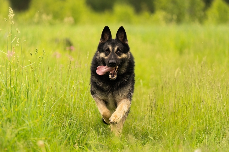 Некоторые болезни немецких овчарок сопровождаются разжижением стула