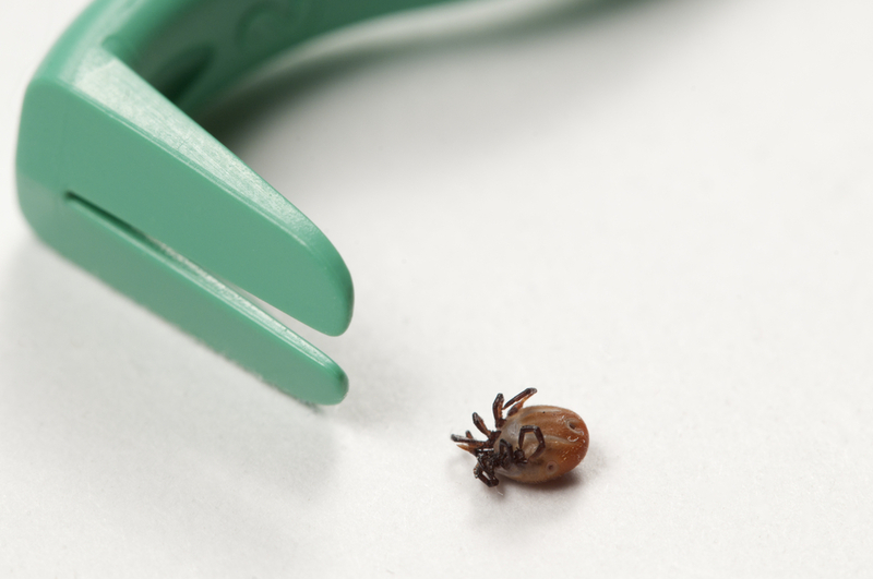 Что делать после того, как сняли клеща у кота?