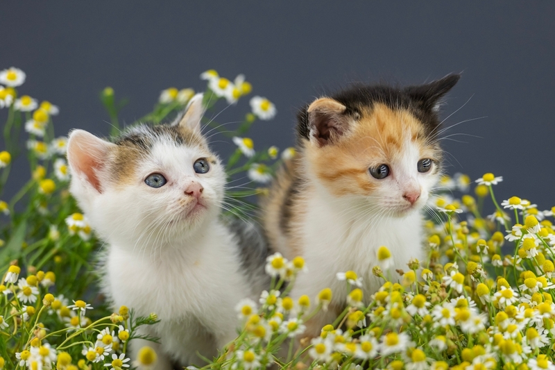 Проанализировав поведение котенка, можно определить его пол