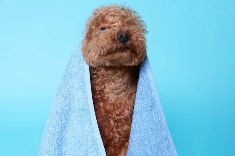 Регулярная гигиена влияет на срок жизни мальтипу