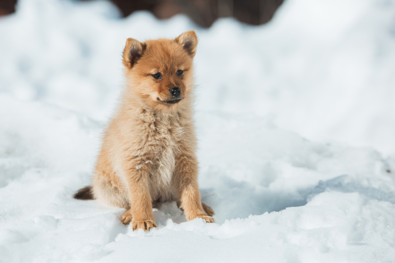Финская лайка – собака, похожая на лису