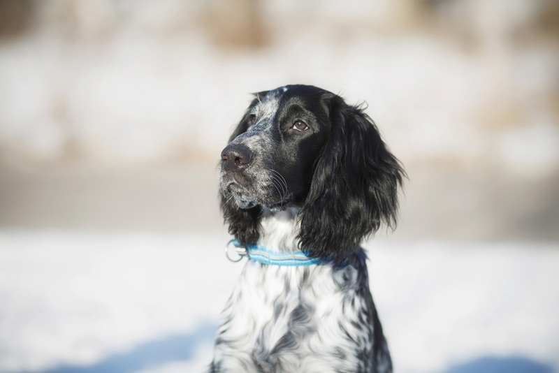 То, сколько весит русский спаниель, зависит от многих факторов