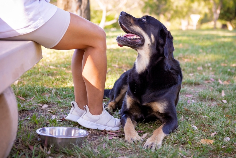 Может ли собака отравиться сельдереем?