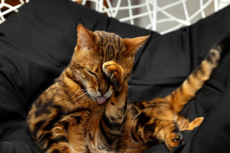 Бенгальская пятнистая кошка