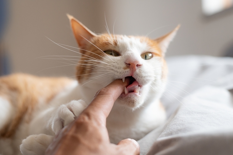 У кошки могут выпадать зубы по разным причинам