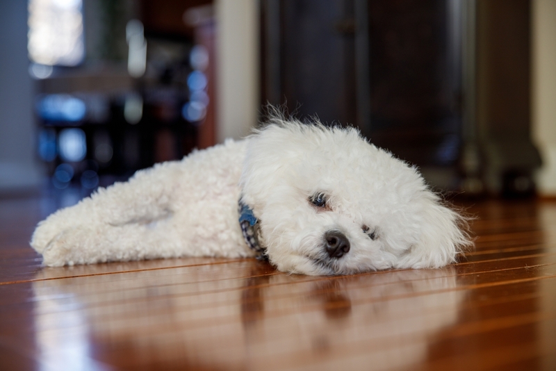 Каковы симптомы камней в почках у собаки?