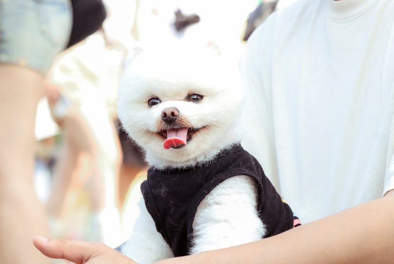 Подходит ли бишон фризе людям с аллергией?