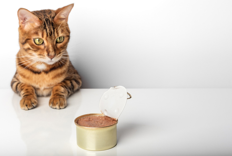 Кормить бенгальскую кошку с заболеванием нужно специальным рационом