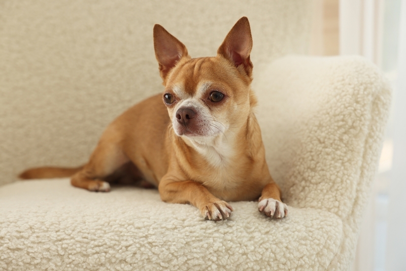 Уход влияет на то, сколько весят чихуахуа