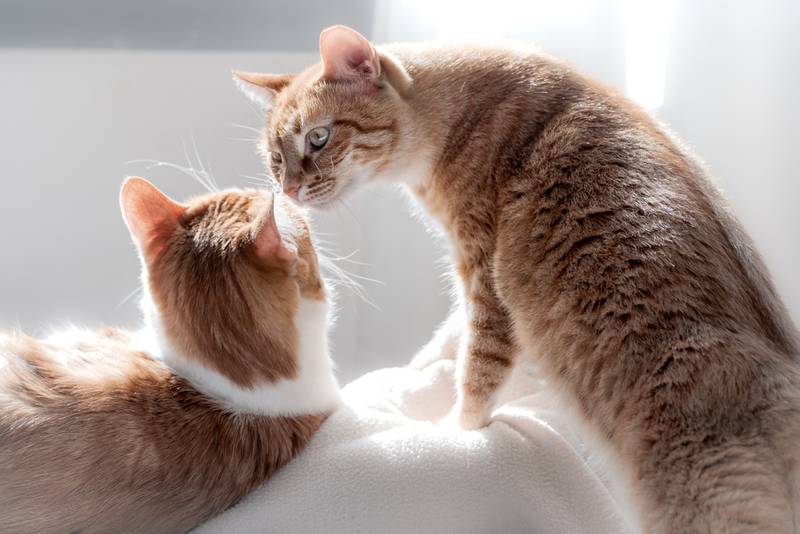 Котята целуются^^