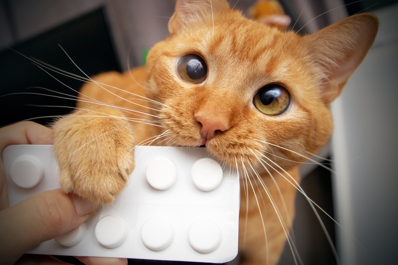 Лечение сальмонеллеза у кошек включает прием таблеток