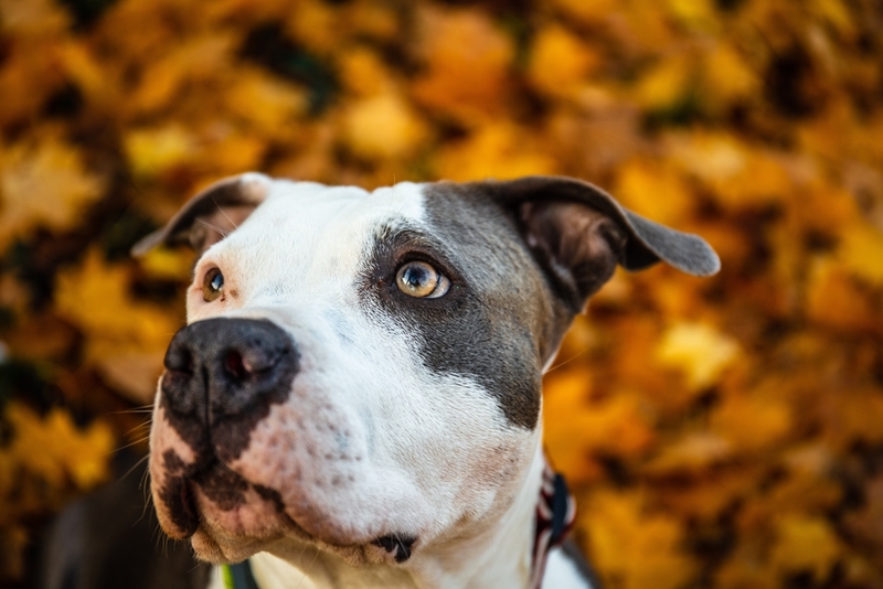 Стресс может влиять на то, сколько проживет американский стаффордширский терьер