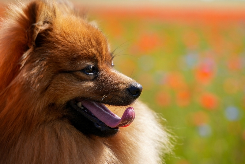 Рыжий шпиц в профиль