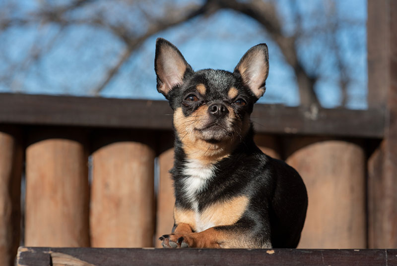 чихуахуа на прогулке