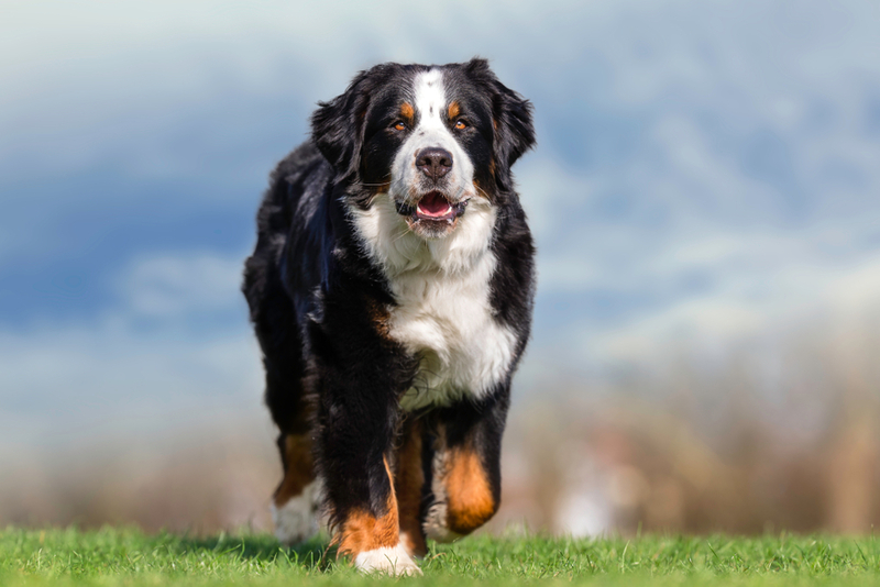 Срок жизни бернского зенненхунда можно сравнить с человеческим