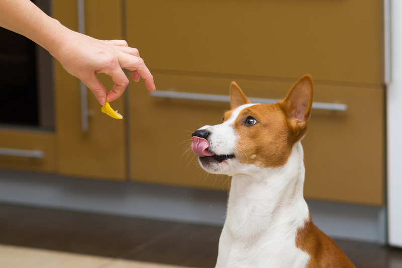 Может ли собака отравиться лимоном?