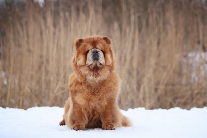 Вес чау-чау может падать из-за болезней